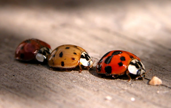 ladybugs